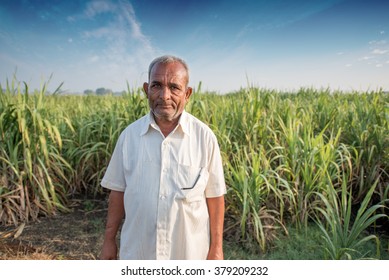 Indian Educated Farmer In His Sugar Cane Field, Rural Village Salunkwadi, Ambajogai, Beed, Maharashtra, India, South East Asia.