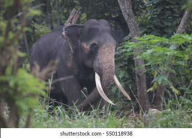 Indian Elephant