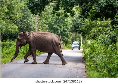 Indian elephant crossing the road in Wayanad Wildlife Sanctuary, a wild elephant reserve in northern Kerala, India. - Powered by Shutterstock