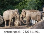 Indian elephant (Elephas maximus). Inhabitant of subtropical and tropical broadleaf forests. Two elephants standing opposite each other.