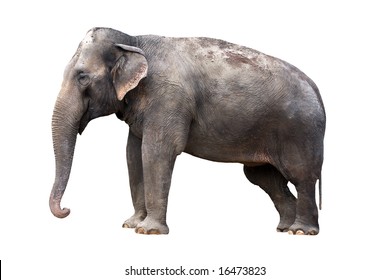 Indian Elephant Isolated Stock Photo 16473823 | Shutterstock