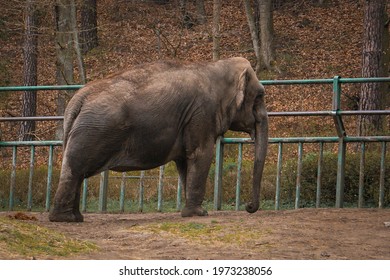 Indian Elephant In Zoo, In Captivity Next To Green Fence