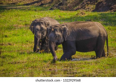 Indian Elephants In Wild, Bandipur National Park