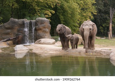 indian elephants at the zoo - Shutterstock ID 1909262764