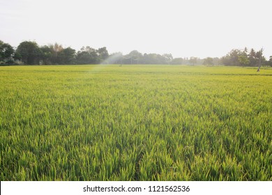 Indian Farm Land With Sun Kissed Climate