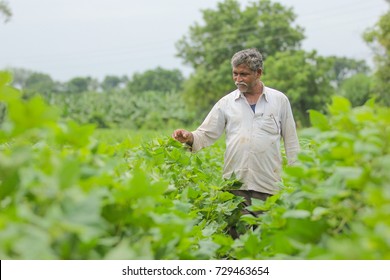 Indian Farmer In Cotton Farm