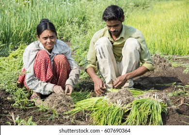 Indian Farmer With Family Working In Onion Field, Maharashtra, India.