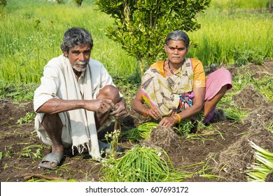 Indian Farmer With Family Working In Onion Field, Maharashtra, India.