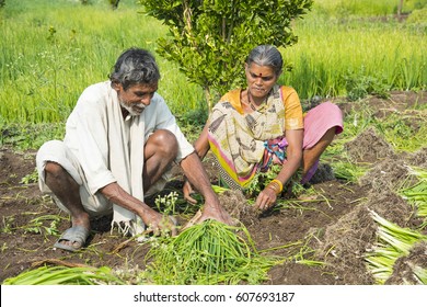 Indian Farmer With Family Working In Onion Field, Maharashtra, India.