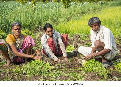 Indian Farmer With Family Working In Onion Field, Maharashtra, India.