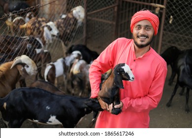 Indian Farmer In Goat Dairy Farm