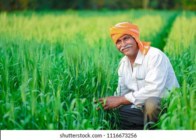 Indian farmer holding crop plant in his Wheat field