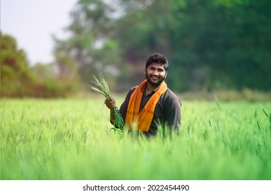 Indian Farmer Holding Crop Plant In His Wheat Field