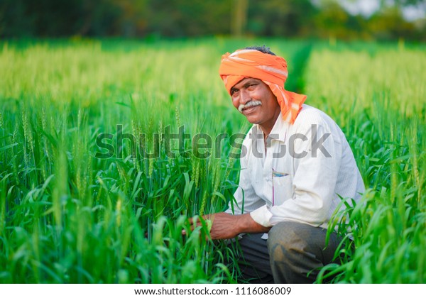 Indian Farmer Holding Crop Plant His Stock Photo 1116086009 | Shutterstock