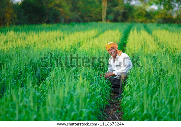 Indian\
farmer holding crop plant in his Wheat\
field