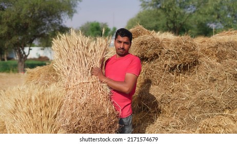 Indian farmer holding wheat crop bundle. Large pile of harvested wheat crop in a farmer's field in India. Grass is used for feeding animals or for food production. - Shutterstock ID 2171574679