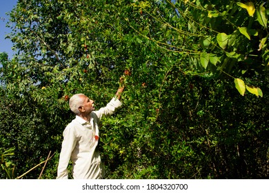 An Indian Farmer Observing Pomegranate Flowers Falls Due To Pesticides In The Garden, Study Of Farming, Agriculture And Horticulture