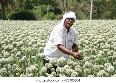 Indian Farmer In Onion Field, Maharashtra, India.