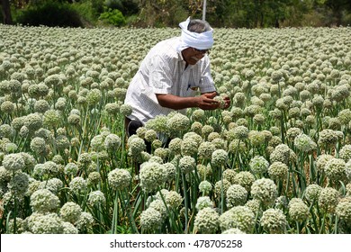 Indian Farmer In Onion Field, Maharashtra, India.