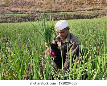 
Indian Farmer At Onion Field Stock Photo | Images Agriculture Indians Akole, Maharashtra, India - March 03 2021