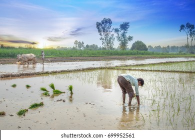 Indian Farmer Planting Rice Seedlings In The Rice Paddy Field.  