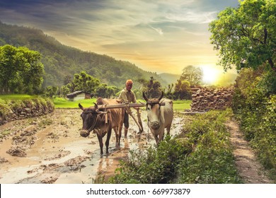 Indian farmer plowing rice fields with a pair of oxen using traditional plough at sunrise. - Powered by Shutterstock