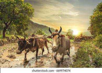 Indian farmer plowing rice fields with a pair of oxen using traditional plough at sunrise. - Shutterstock ID 669974074