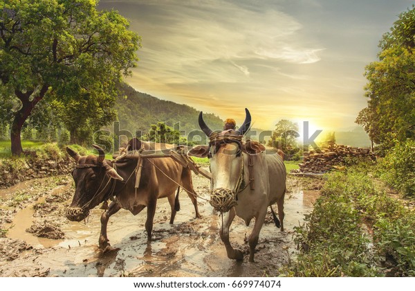 Indian farmer plowing rice fields with\
a pair of oxen using traditional plough at\
sunrise.