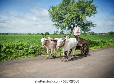 Indian farmer riding bullock cart, rural village, Salunkwadi, Ambajogai, Beed, Maharashtra, India.