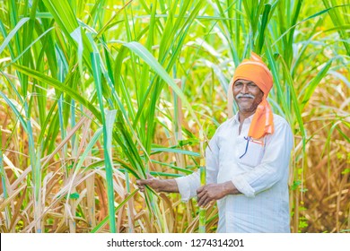 Indian Farmer At Sugarcane Field