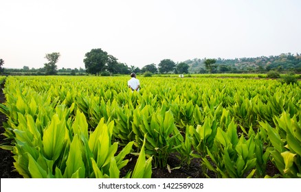 Indian Farmer In Turmeric Plant Field At Village, Maharashtra, India.