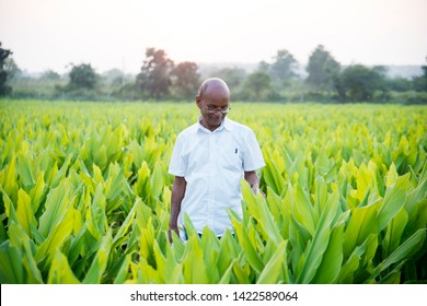 Indian Farmer In Turmeric Plant Field At Village, Maharashtra, India.