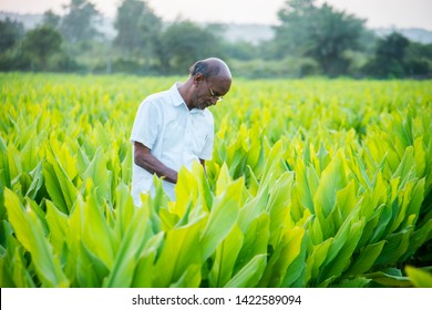 Indian Farmer In Turmeric Plant Field At Village, Maharashtra, India.