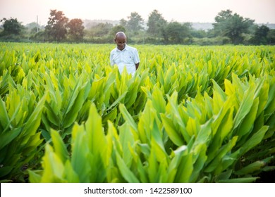 Indian Farmer In Turmeric Plant Field At Village, Maharashtra, India.