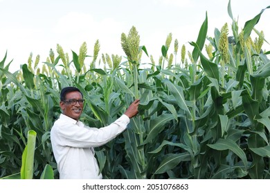 Indian Farming, Farmer Holding Sorghum Tree In Hand, Farming Off Sorghum, Millet 