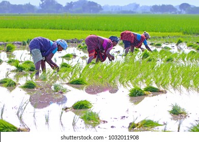 2,599 Indian Lady Farmer Images, Stock Photos & Vectors | Shutterstock