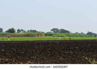 Indian Female Labours Are Working In The Field 