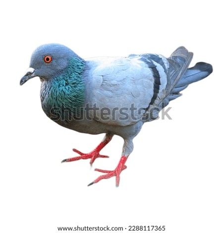 indian Feral pigeon
Bird. beautiful pigeon isolated on white background. 