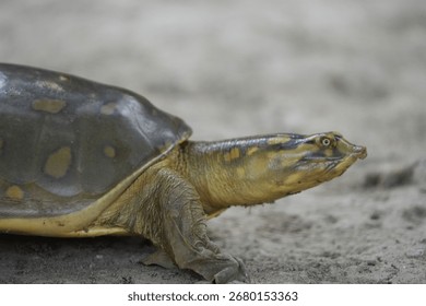 The Indian flapshell turtle. It is looking for safe haven.