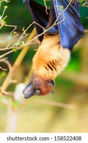 Indian Flying Fox