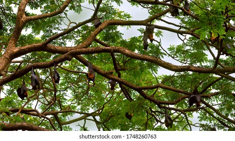 Indian Flying Fox Bat In A Tree