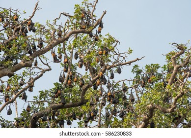 Indian Flying Fox Bats, India