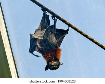 Indian Flying Fox Hanging Upside Down