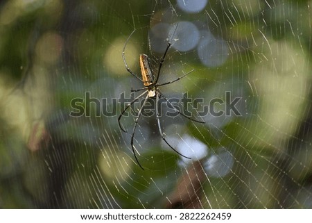 indian forest spider with web