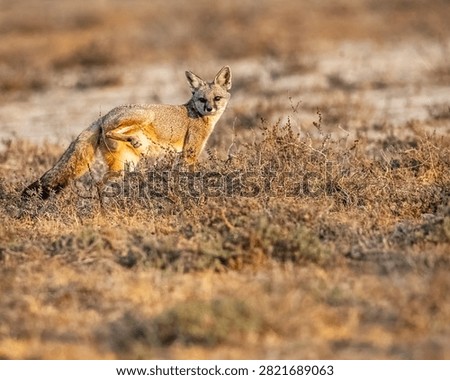 An Indian fox looking back