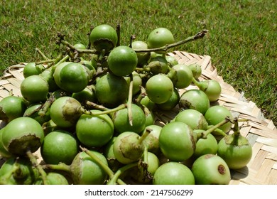 Indian fruit Green Fragrant manjack or snotty gobbles also known as Glue berry, bird lime tree, Indian cherry, Lasoda or Gunda. These fruits are used in making popular Indian pickle ans sabji