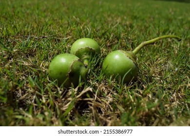Indian fruit Green Fragrant manjack or snotty gobbles also known as Glue berry, bird lime tree, Indian cherry, Lasoda or Gunda. These fruits are used in making popular Indian pickle