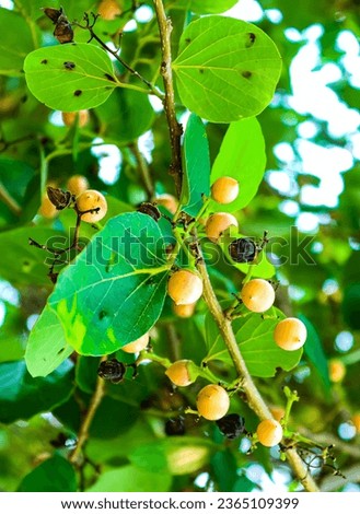 Indian fruit Green Fragrant manjack or snotty gobbles also known as Glue berry, bird lime tree, Indian cherry, Lasoda or Gunda. These fruits are used in making popular Indian pickle ans sabji  