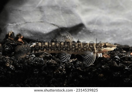 Indian Galaxy Loach (Mesonoemacheilus guentheri) 