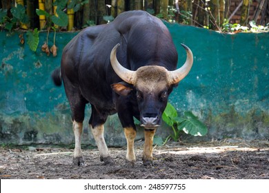 Indian Gaur